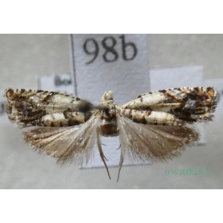 Epinotia subocellana (Donovan, 1806) Czech98b